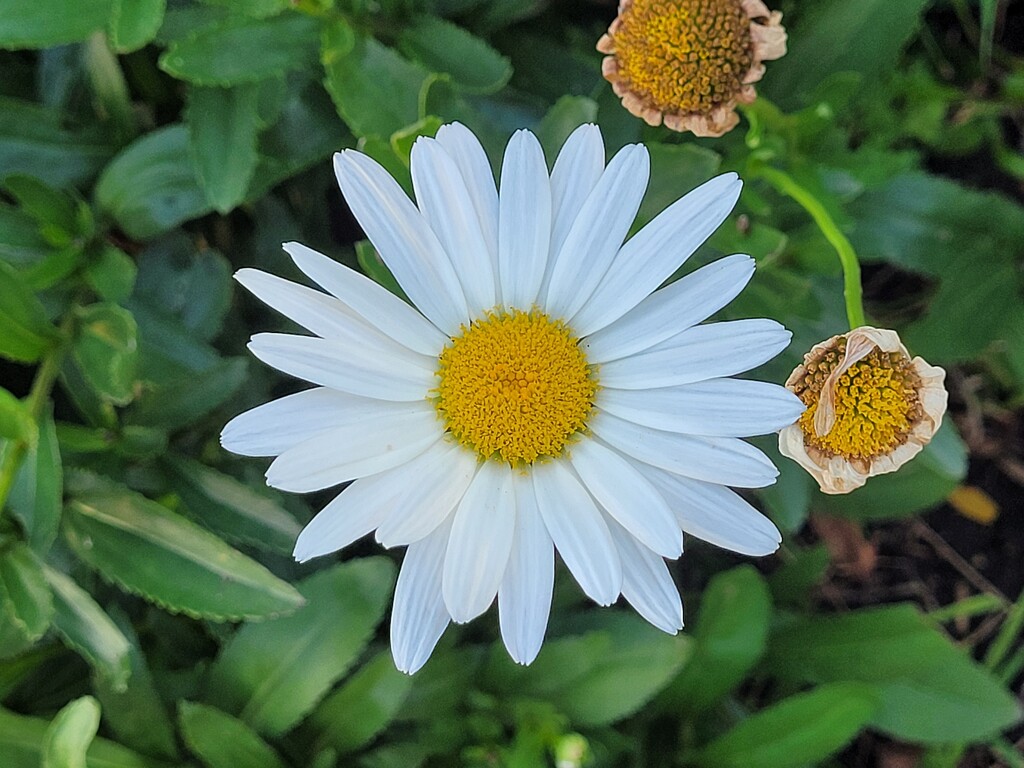 The before and after of a daisy.  by scoobylou