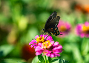 31st Aug 2024 - Butterfly on Zinnia 