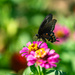 Butterfly on Zinnia 