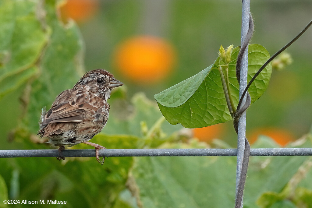 Silent Song Sparrow by falcon11