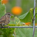 Silent Song Sparrow