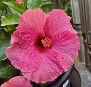 1st Aug 2024 - Hibiscus