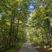 The Logging Road by sunnygreenwood