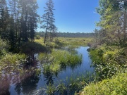 4th Aug 2024 - The Beaver Pond