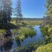 The Beaver Pond by sunnygreenwood