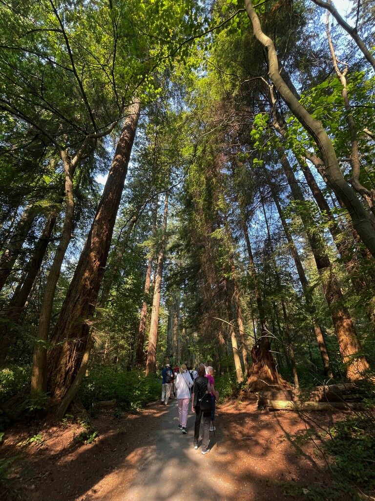 8 8 Tall Trees Stanley Park by sandlily