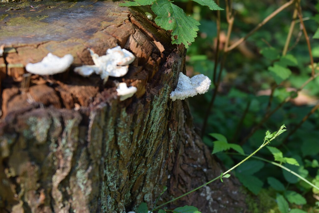 8 8 Fungi Stanley Park by sandlily