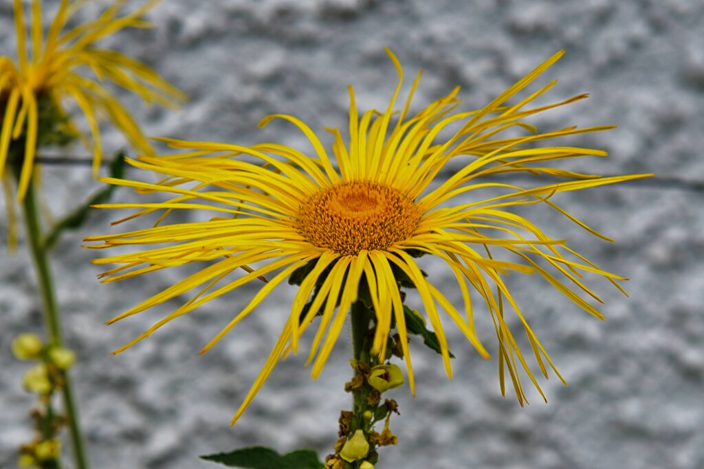 Odd flower I saw at Hatley Castle by sandlily