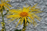 18th Aug 2024 - Odd flower I saw at Hatley Castle