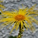 Odd flower I saw at Hatley Castle