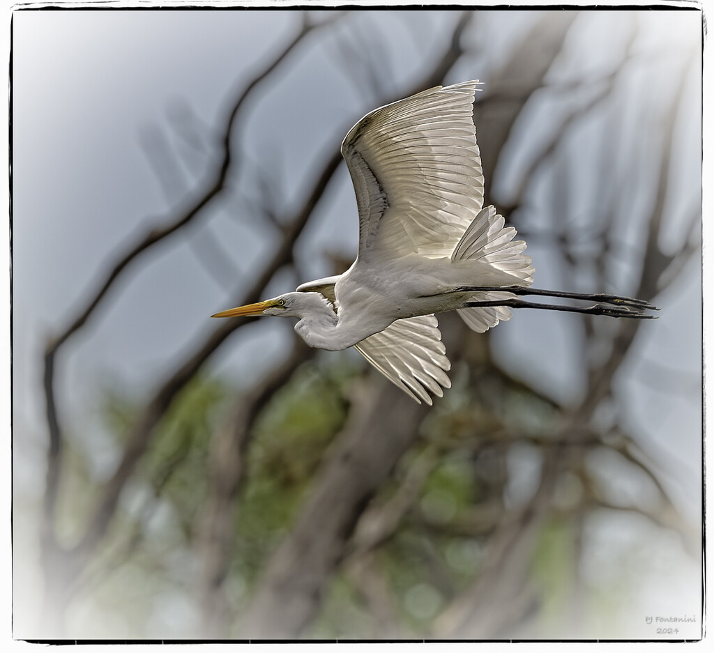 Great Egret Flyby by bluemoon