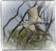 30th Aug 2024 - Great Egret Flyby