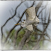 Great Egret Flyby