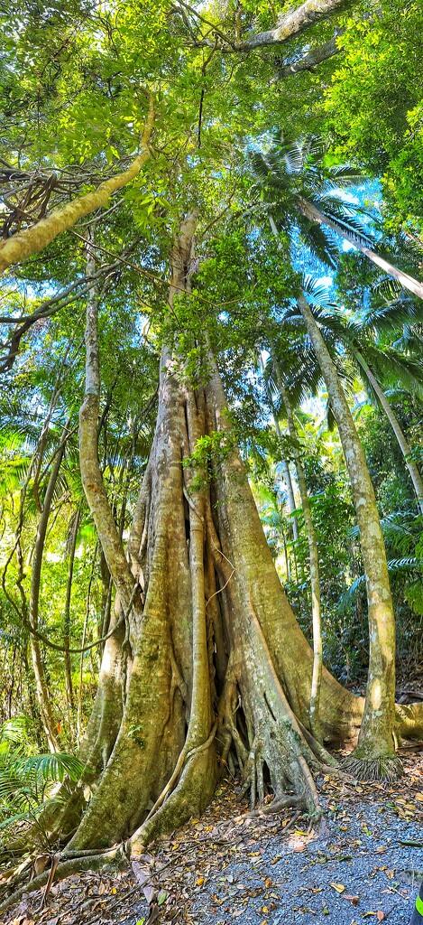 Strangler fig by corymbia