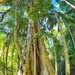 Strangler fig