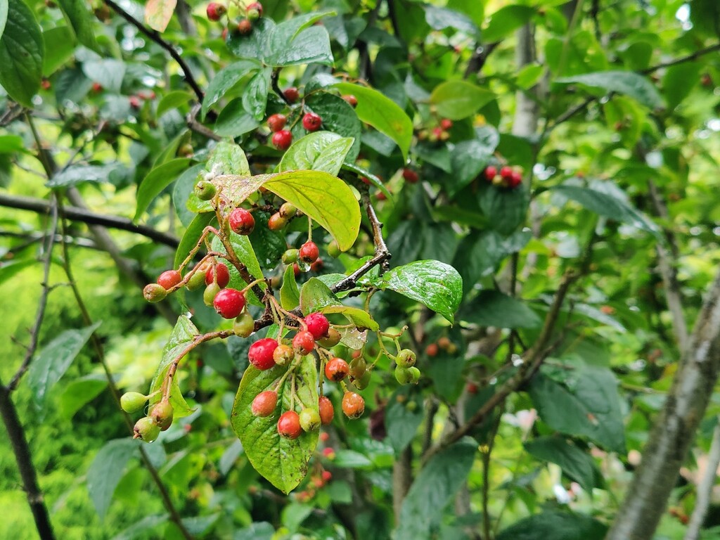 Berries by roachling