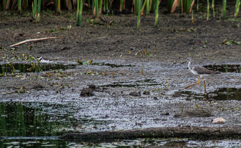 Lesser yellowlegs  and plover by darchibald