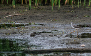 31st Aug 2024 - Lesser yellowlegs  and plover