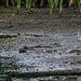 Lesser yellowlegs  and plover