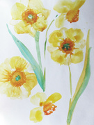 30th Aug 2024 - Daffodil day 