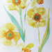 Daffodil day 