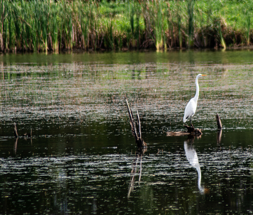 Great Egret by darchibald