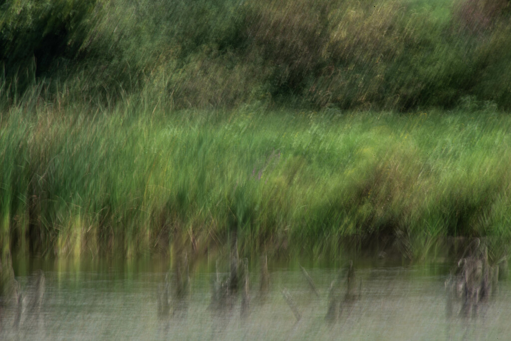 Mudd Creek Marsh by darchibald