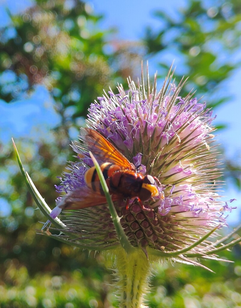 A hornet mimic hoverfly by roachling