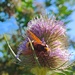 A hornet mimic hoverfly by roachling