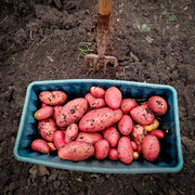 31st Aug 2024 - Today's harvest