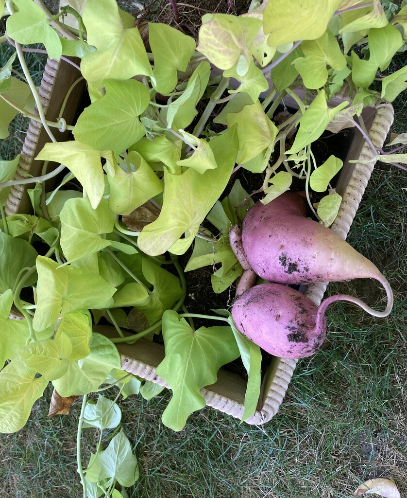 Ornamental sweet potato vine by illinilass