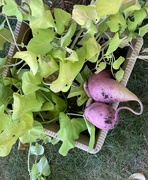 31st Aug 2024 - Ornamental sweet potato vine