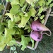 Ornamental sweet potato vine