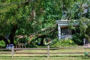 29th Aug 2024 - Downed Tree