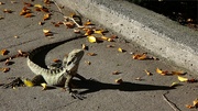 1st Sep 2024 - Wildlife in the middle of the city...