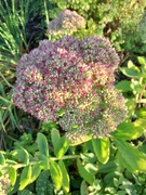 31st Aug 2024 - sedum