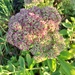 sedum