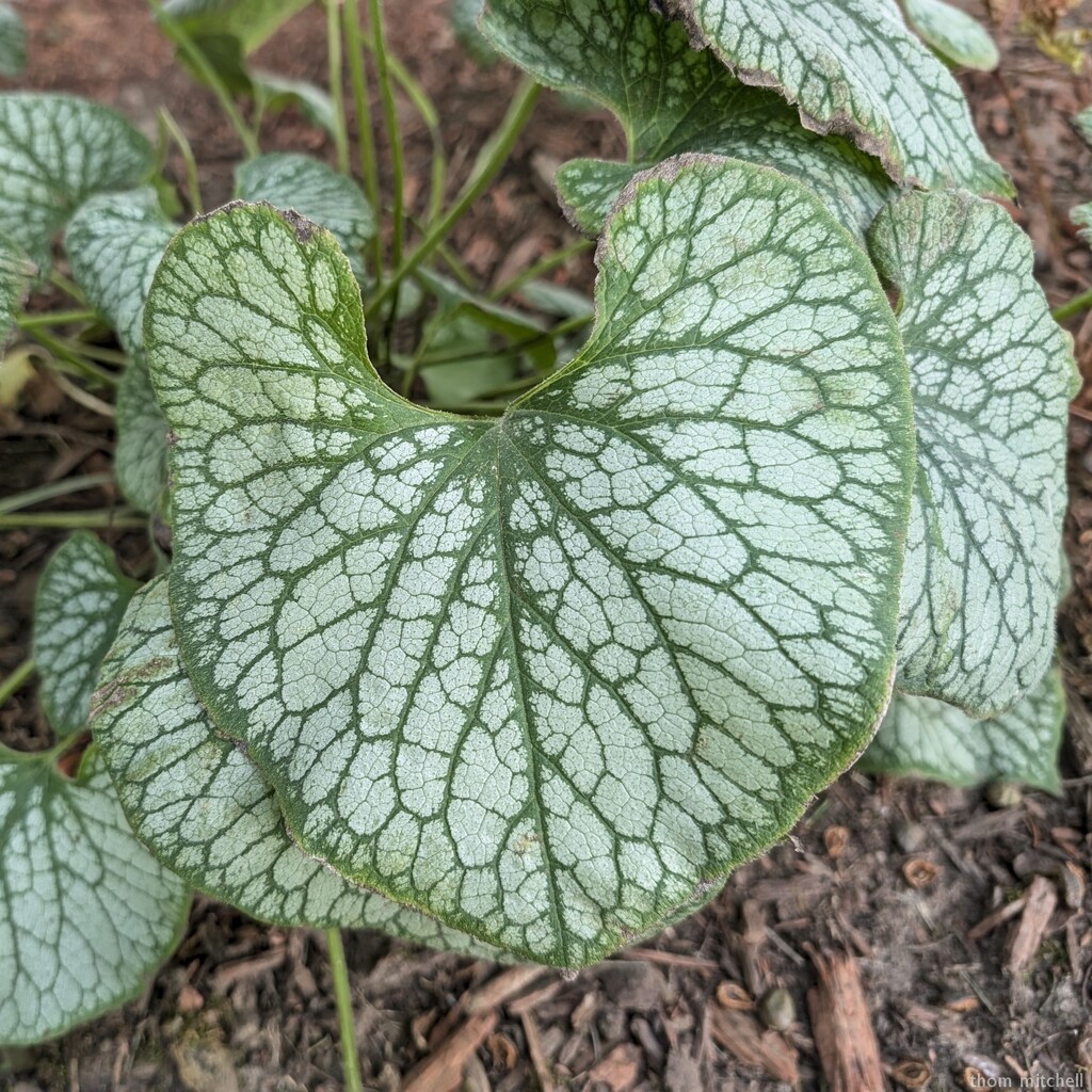 Siberian bugloss [Travel day] by rhoing