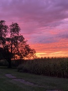 6th Aug 2024 - Evening colour 