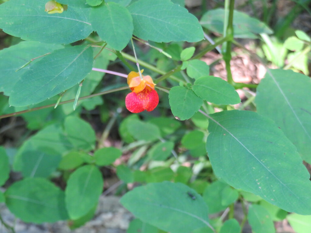 Jewelweed, spotted touch me not by illinilass