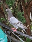 31st Aug 2024 - Pigeon