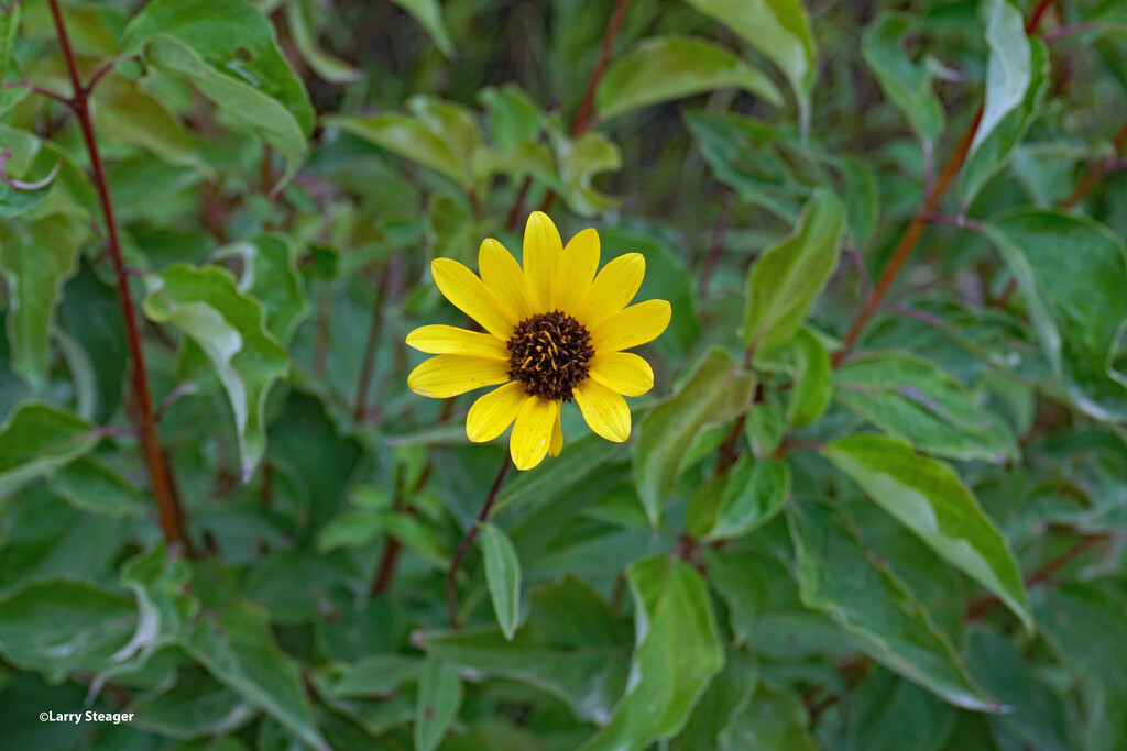 Trail side wildflower by larrysphotos