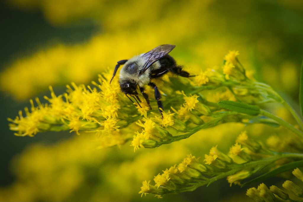 Bumblebee on Goldenrod by berelaxed