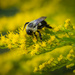 Bumblebee on Goldenrod