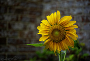 29th Aug 2024 - Sunflower