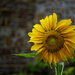 Sunflower by lstasel