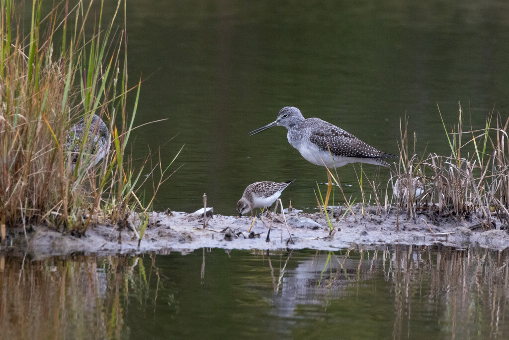 Family by jpcaron