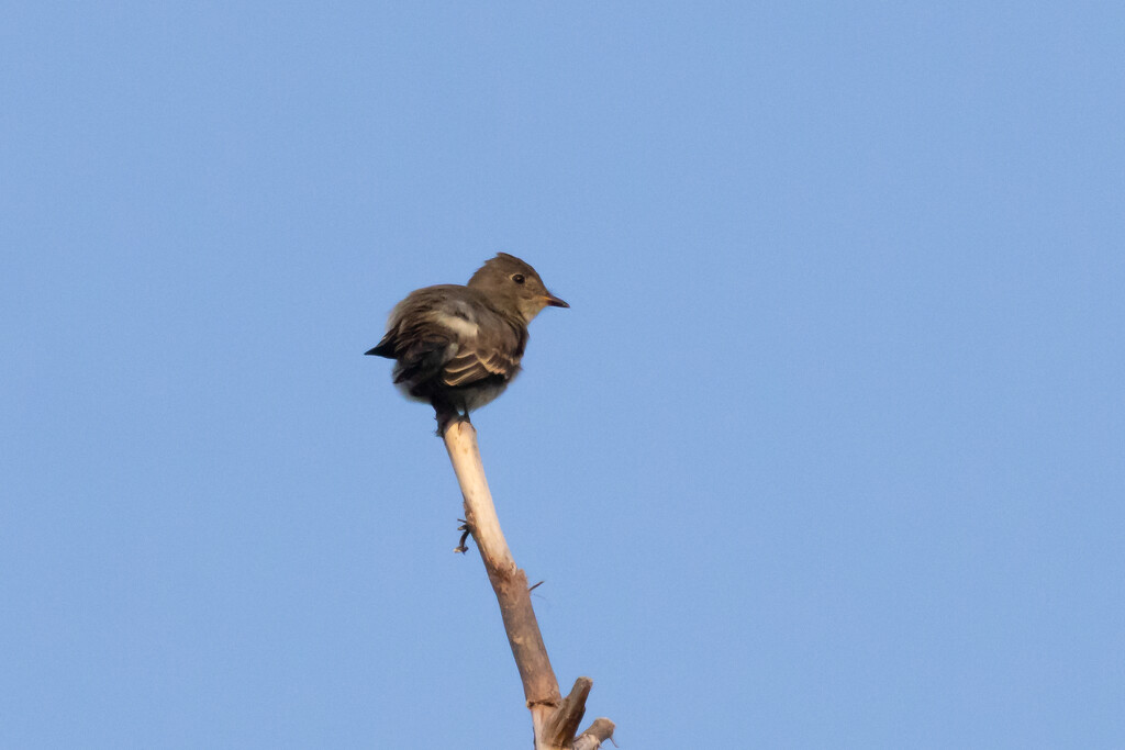 Eastern Wood-Pewee by jpcaron