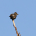 Eastern Wood-Pewee by jpcaron