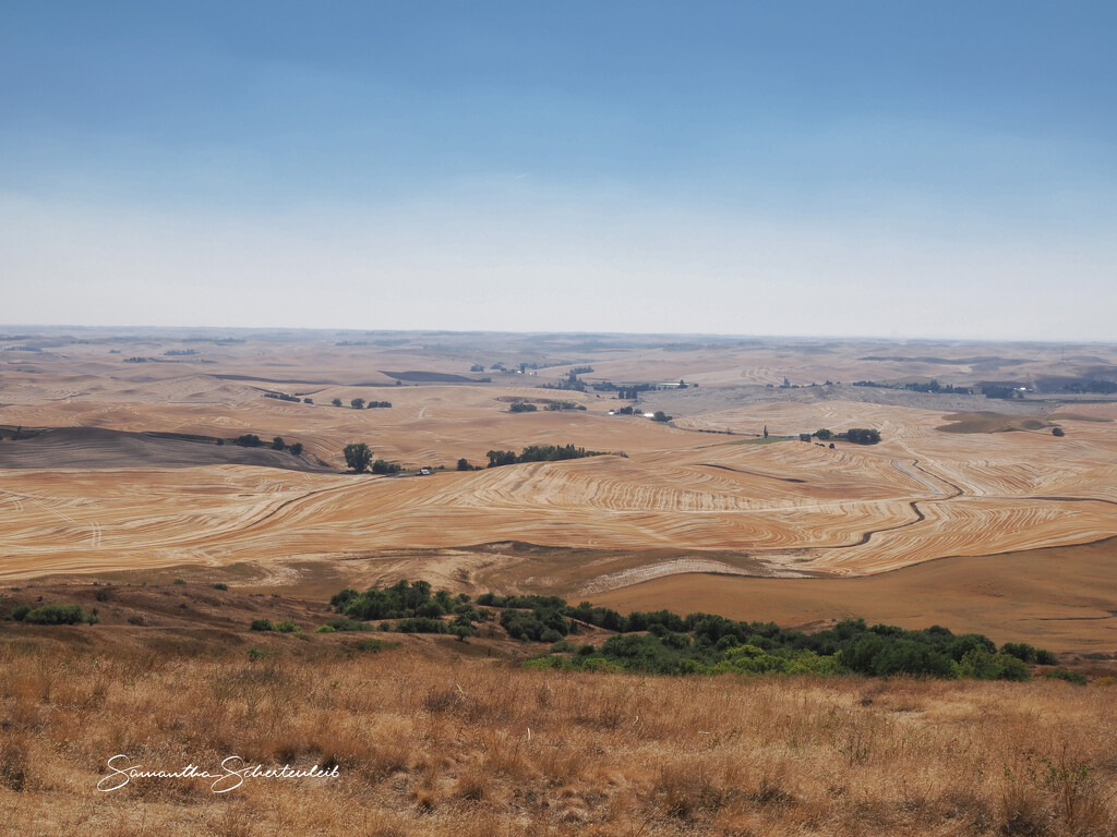 Wheat harvest by sschertenleib